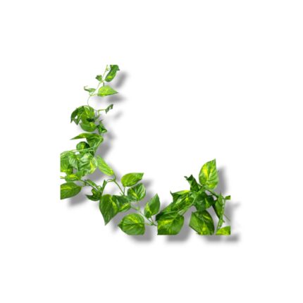 diakosmitikos kissos fylla 240 ek.